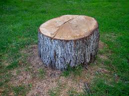 Best Tree Disease Treatment  in Winthrop, IA